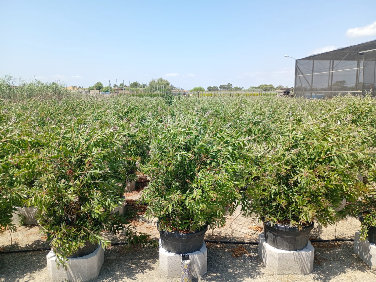 CALLISTEMON LEAVIS 1,10
