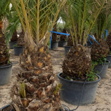 Palmera Datilera