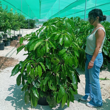 SCHEFFLERA 1,50