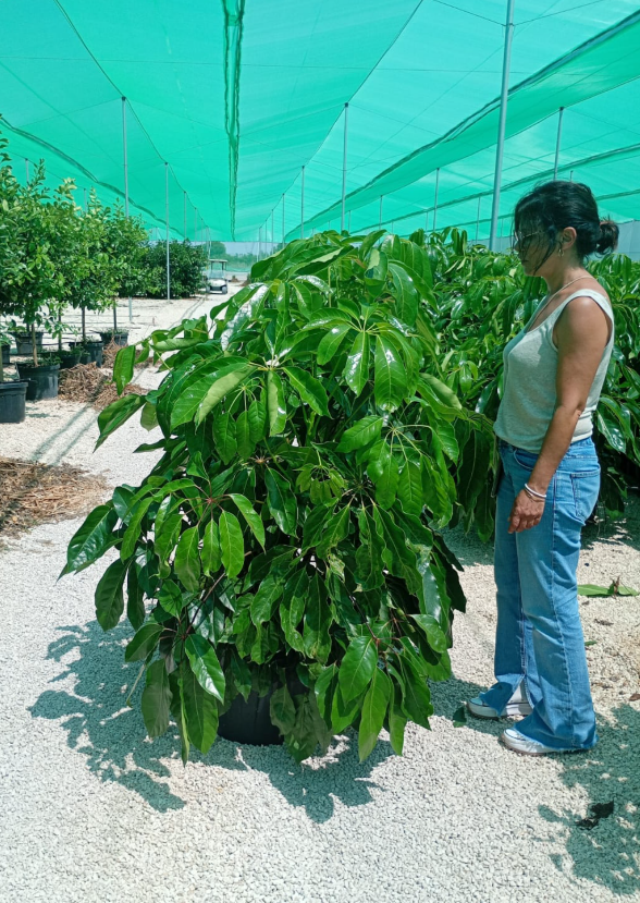 SCHEFFLERA 1,50