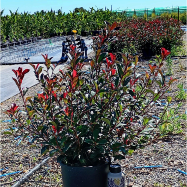 PHOTINIA X FRASERI CARRÉ ROUGE