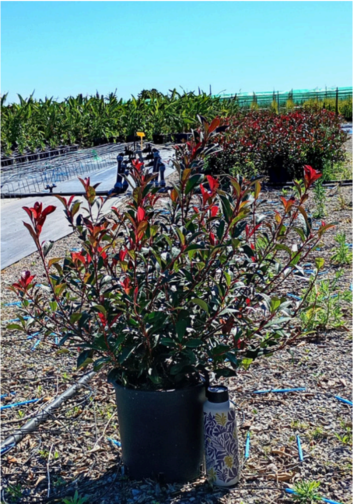 PHOTINIA X FRASERI CARRÉ ROUGE
