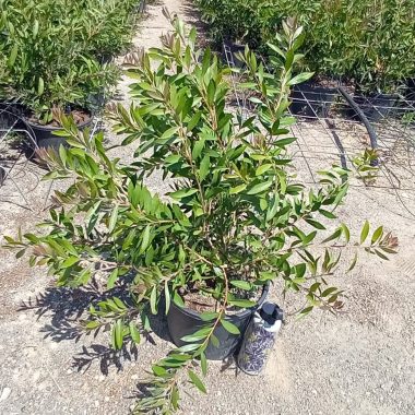 CALLISTEMON LEAVIS