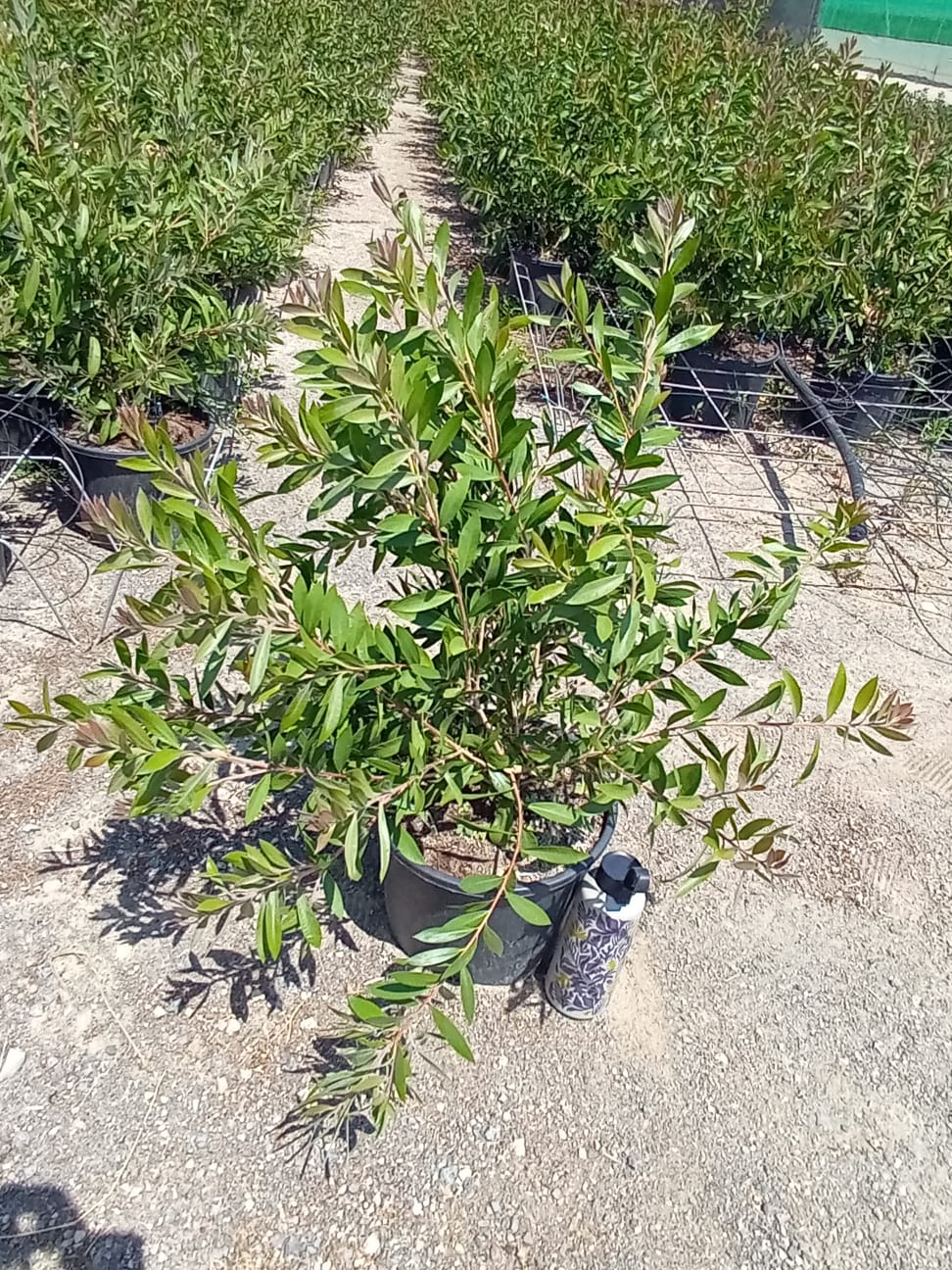 CALLISTEMON LEAVIS