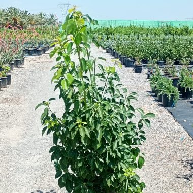 CINNAMOMUM CAMPHORA