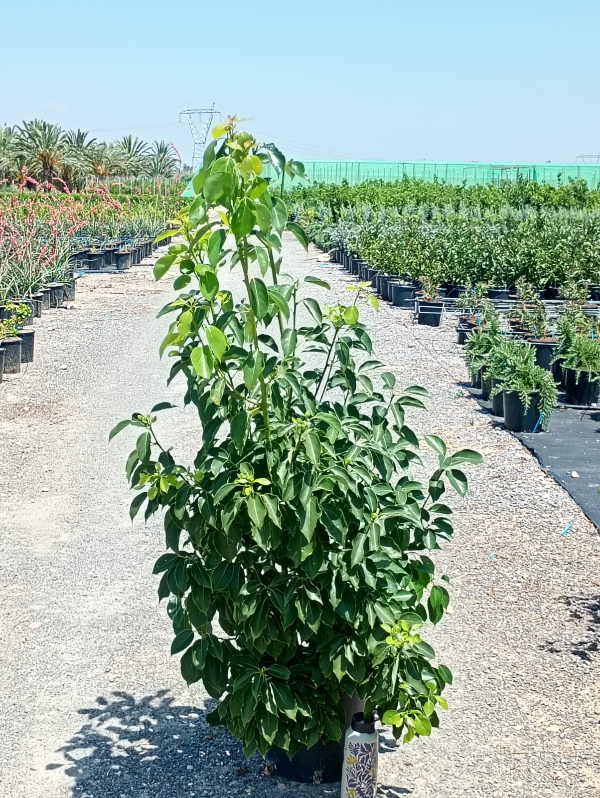 CINNAMOMUM CAMPHORA