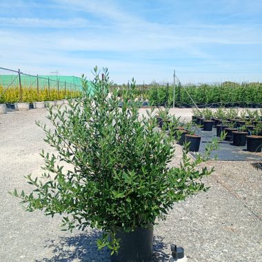 PHIRYLLEA ANGUSTIFOLIA 0,85