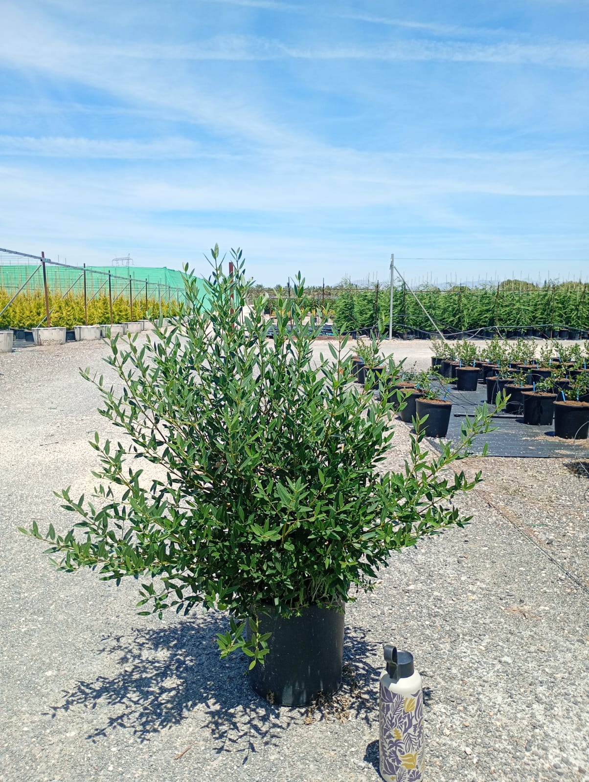 PHIRYLLEA ANGUSTIFOLIA 0,85