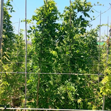 WISTERIA BRACHYBOTRYS LONGISSIMA ALBA