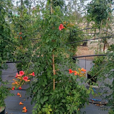 BIGNONIA GRANDIFLORA 1,65m