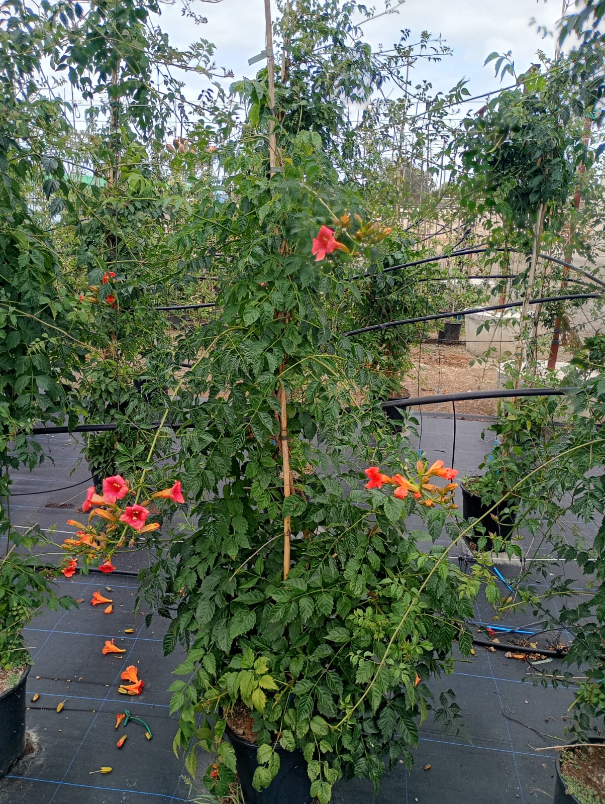 BIGNONIA GRANDIFLORA 1,65m