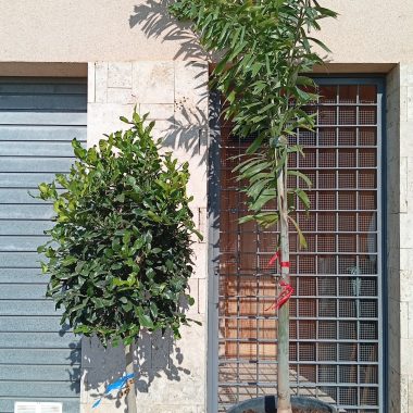 WODYETIA BIFURCATA 2,5m