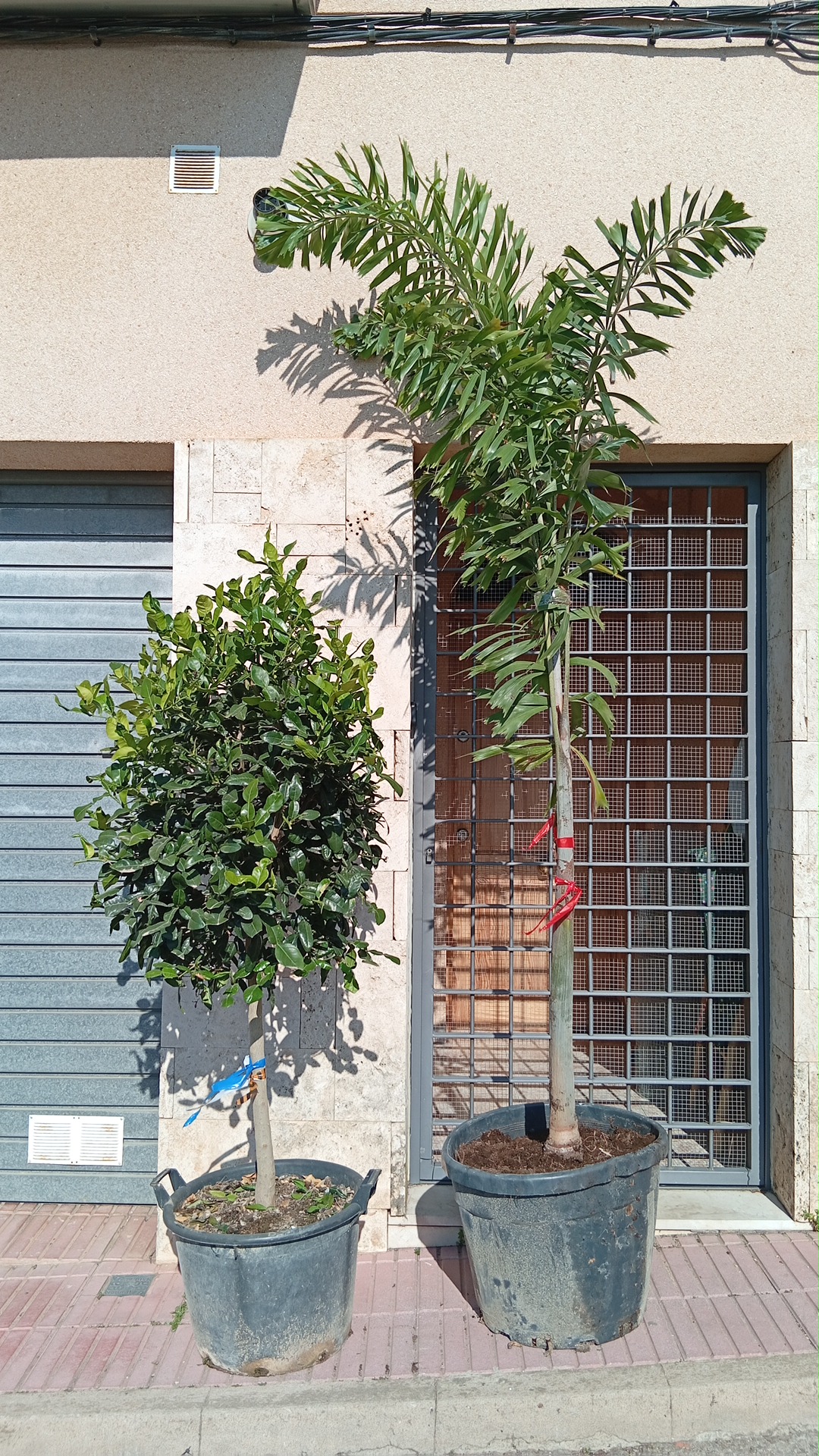 WODYETIA BIFURCATA 2,5m