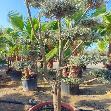 OLIVOS DE PLATO 2,5m