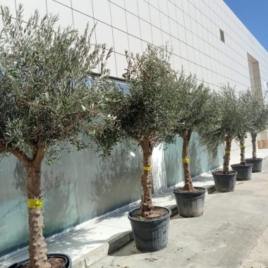 OLIVOS MEDIANOS